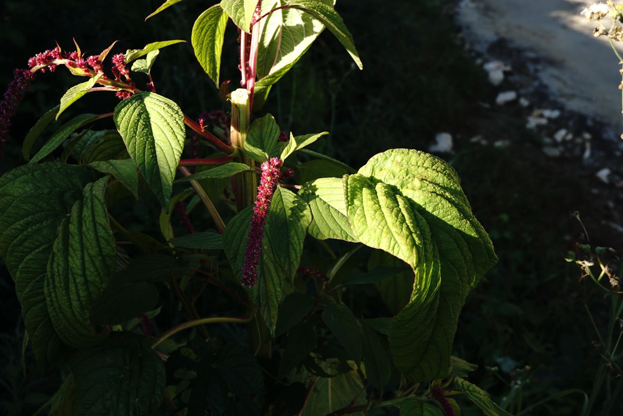 Amaranthus caudatus